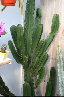 entretien des cactus d interieur