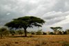 2006 Orage dans le Serengeti
