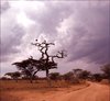2006 Cicogne du Serengeti