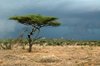 2006 Serengeti